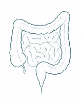 Ilustración anatómica del sistema digestivo
